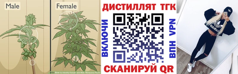 где можно купить   Куса  ТГК THC oil 