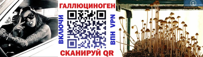 как найти закладки  Куса  Галлюциногенные грибы Cubensis 